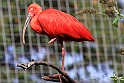 Rod Ibis 1